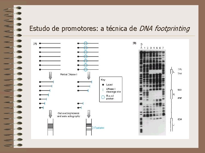 Estudo de promotores: a técnica de DNA footprinting 