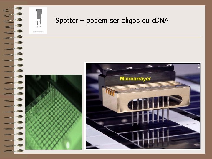 Spotter – podem ser oligos ou c. DNA 