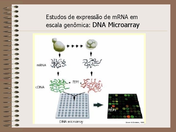 Estudos de expressão de m. RNA em escala genômica: DNA Microarray 