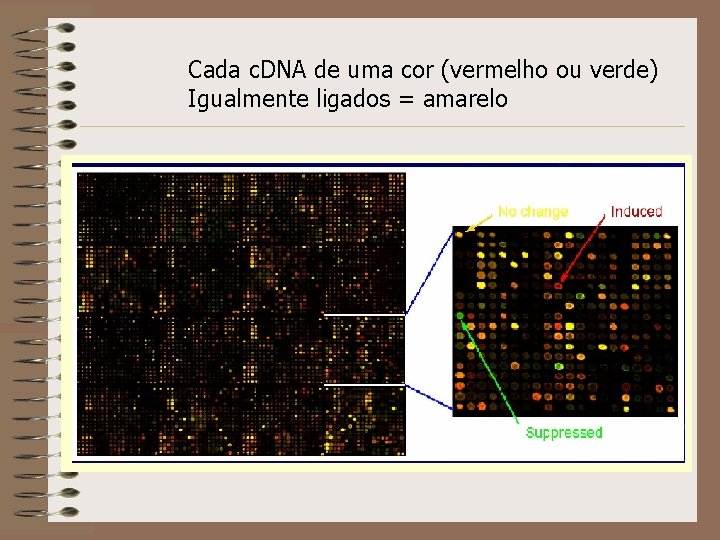 Cada c. DNA de uma cor (vermelho ou verde) Igualmente ligados = amarelo 