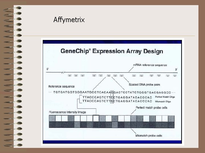 Affymetrix 