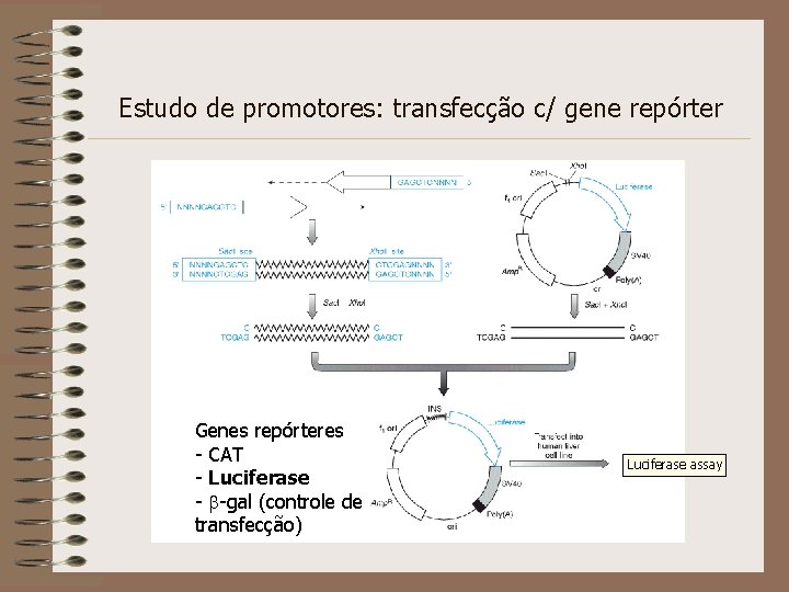 Estudo de promotores: transfecção c/ gene repórter Genes repórteres - CAT - Luciferase -