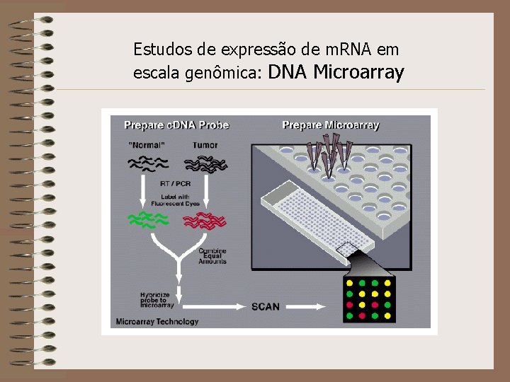 Estudos de expressão de m. RNA em escala genômica: DNA Microarray 