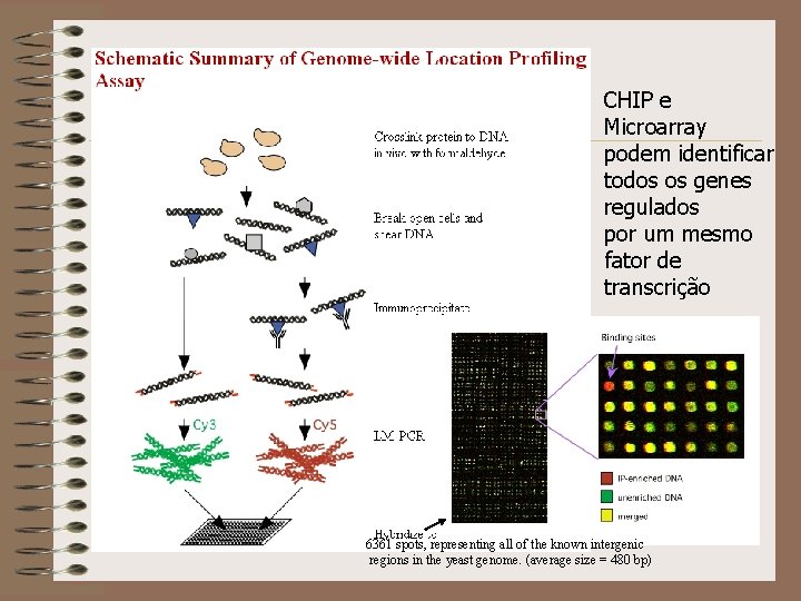 CHIP e Microarray podem identificar todos os genes regulados por um mesmo fator de