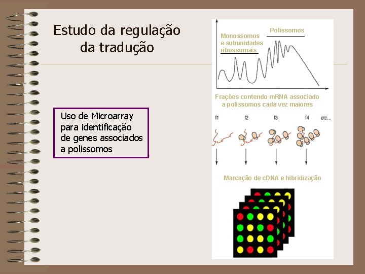 Estudo da regulação da tradução Monossomos e subunidades ribossomais Polissomos Frações contendo m. RNA