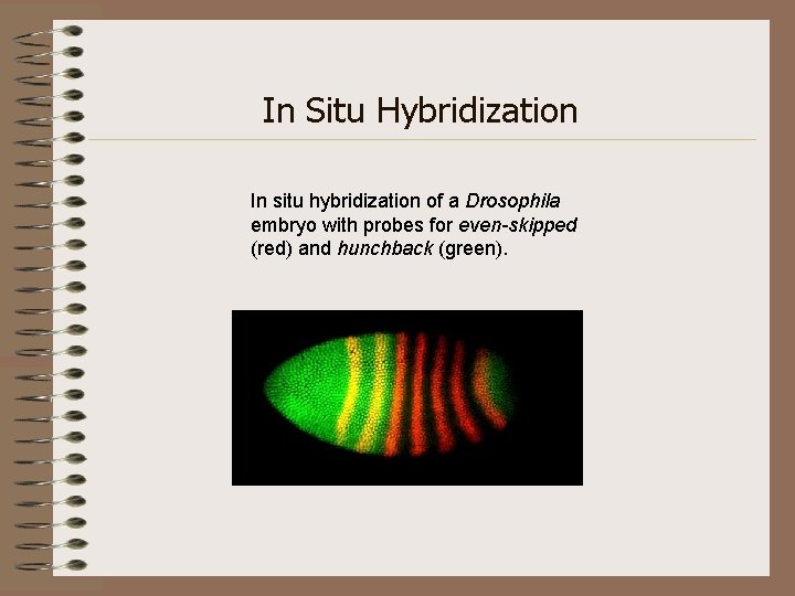 In Situ Hybridization In situ hybridization of a Drosophila embryo with probes for even-skipped