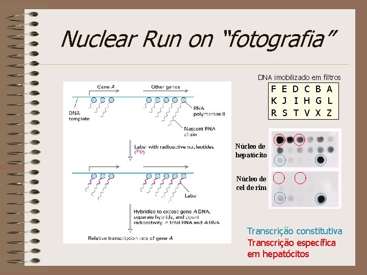 Nuclear Run on “fotografia” DNA imobilizado em filtros F E D C B A