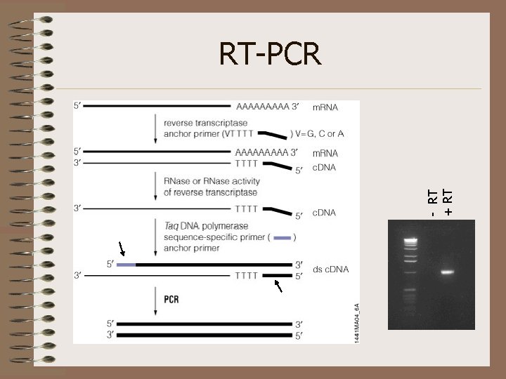 - RT + RT RT-PCR 