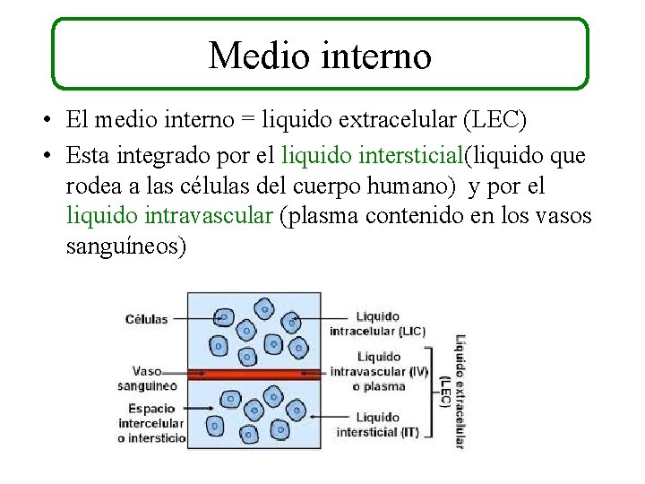 Medio interno • El medio interno = liquido extracelular (LEC) • Esta integrado por