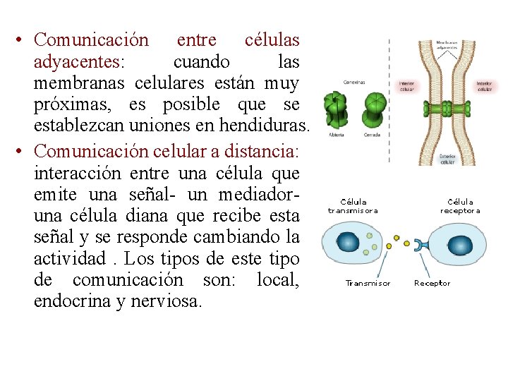  • Comunicación entre células adyacentes: cuando las membranas celulares están muy próximas, es