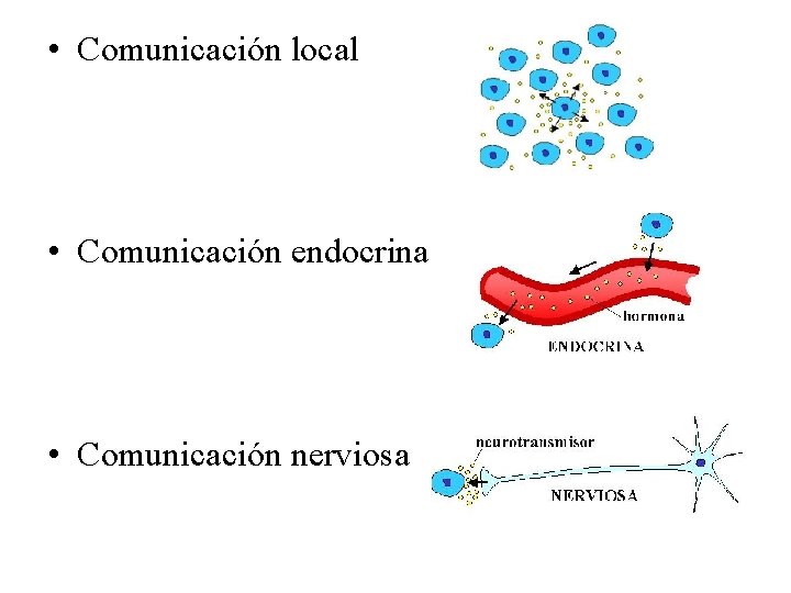  • Comunicación local • Comunicación endocrina • Comunicación nerviosa 