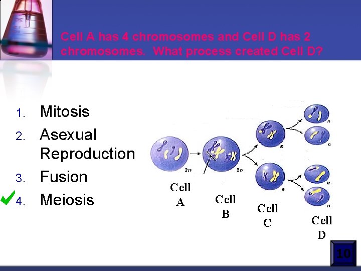 Cell A has 4 chromosomes and Cell D has 2 chromosomes. What process created