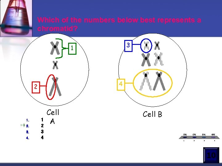 Which of the numbers below best represents a chromatid? 3 1 4 2 1.
