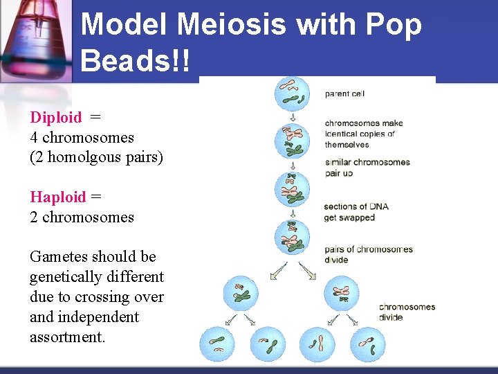 Model Meiosis with Pop Beads!! Diploid = 4 chromosomes (2 homolgous pairs) Haploid =