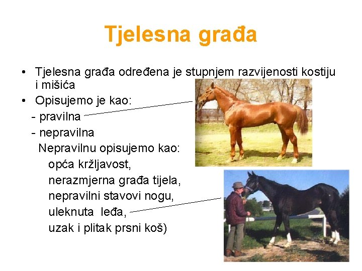 Tjelesna građa • Tjelesna građa određena je stupnjem razvijenosti kostiju i mišića • Opisujemo