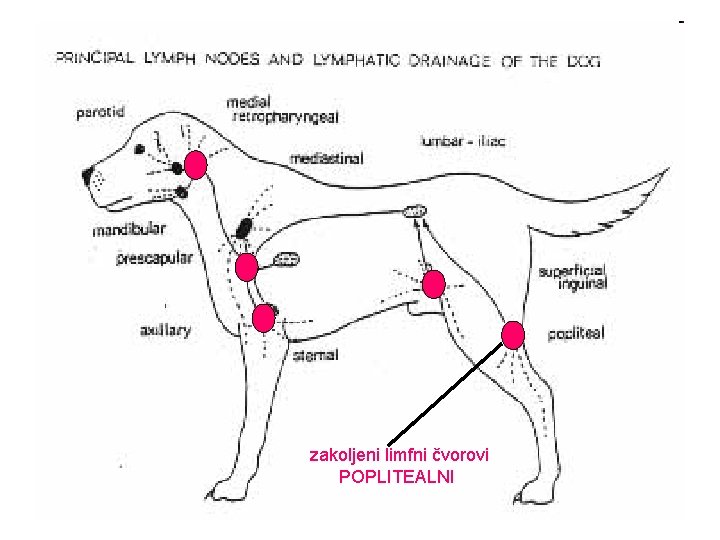 zakoljeni limfni čvorovi POPLITEALNI 