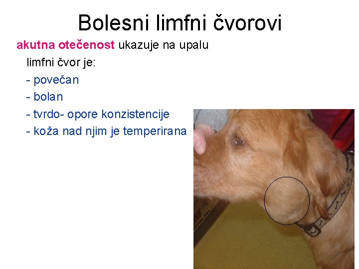 Bolesni limfni čvorovi akutna otečenost ukazuje na upalu limfni čvor je: - povečan -