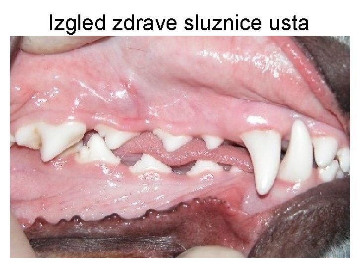 Izgled zdrave sluznice usta 