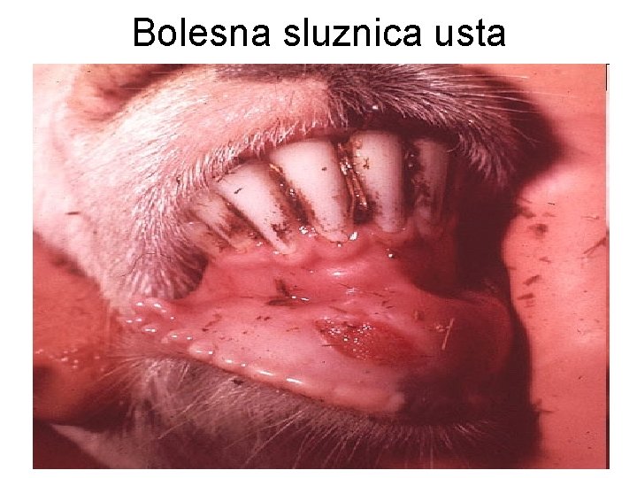 Bolesna sluznica usta 