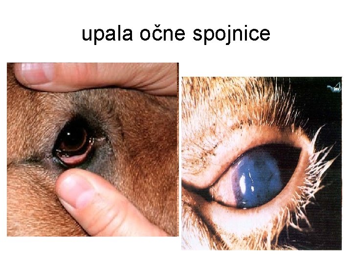 upala očne spojnice 