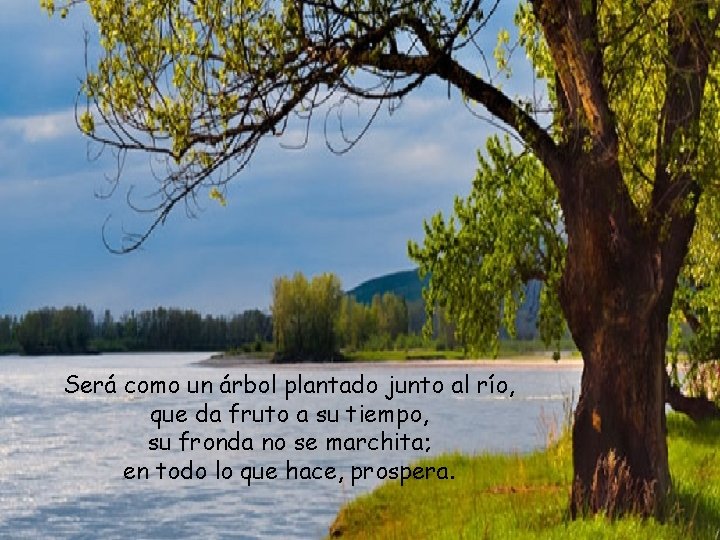 Será como un árbol plantado junto al río, que da fruto a su tiempo,