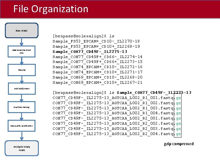 File Organization Click to edit Master title style Raw reads Read assessment and prep