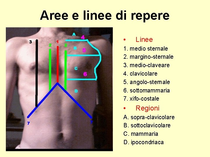 Aree e linee di repere • Linee 1. medio sternale 2. margino-sternale 3. medio-claveare