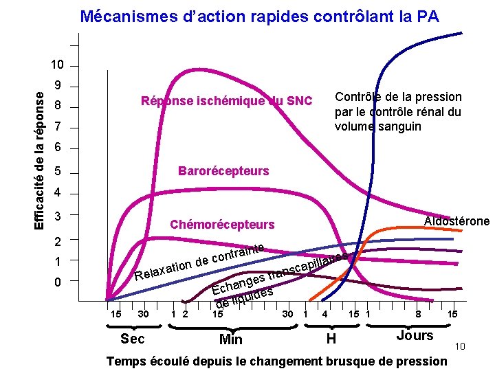 Mécanismes d’action rapides contrôlant la PA 10 Efficacité de la réponse 9 Contrôle de