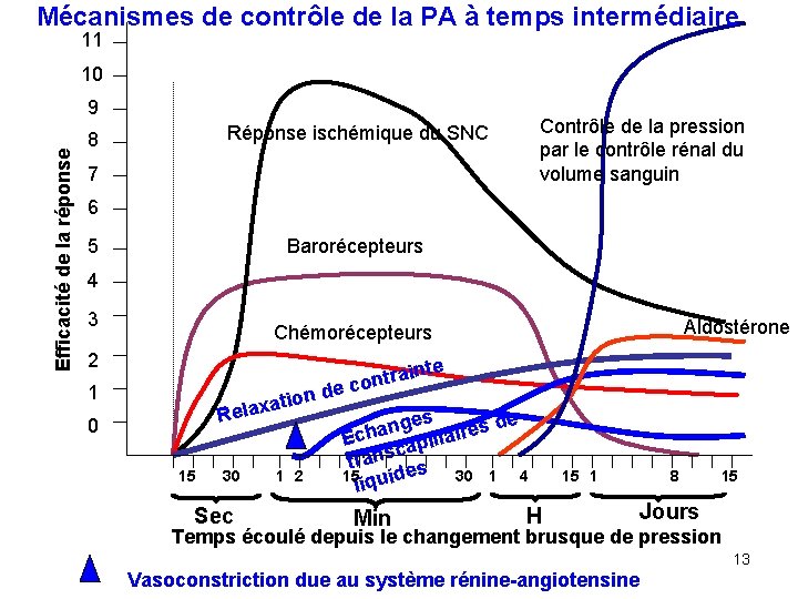 Mécanismes de contrôle de la PA à temps intermédiaire 11 10 Efficacité de la