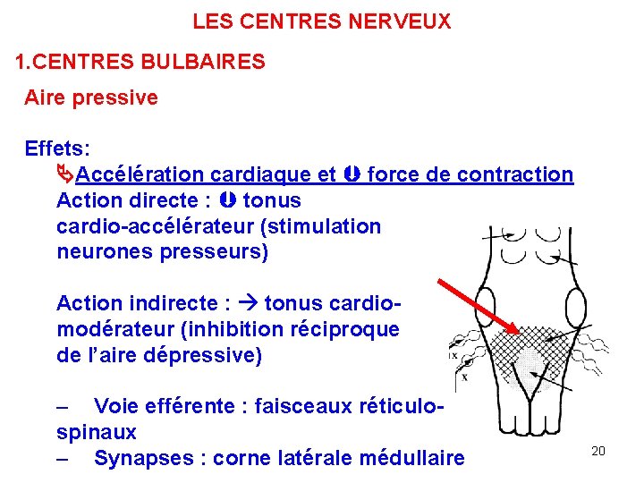 LES CENTRES NERVEUX 1. CENTRES BULBAIRES Aire pressive Effets: Accélération cardiaque et force de