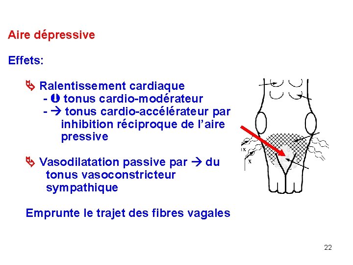 Aire dépressive Effets: Ralentissement cardiaque - tonus cardio-modérateur - tonus cardio-accélérateur par inhibition réciproque