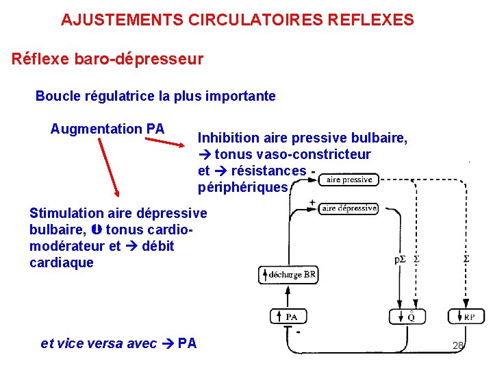 AJUSTEMENTS CIRCULATOIRES REFLEXES Réflexe baro-dépresseur Boucle régulatrice la plus importante Augmentation PA Inhibition aire