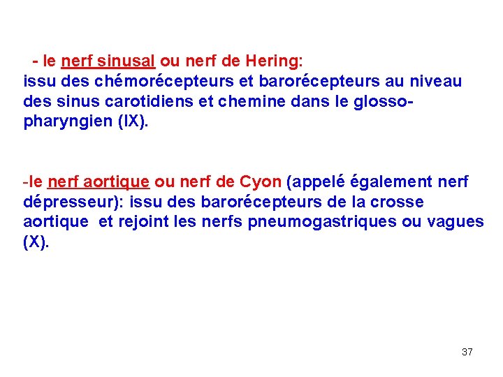  - le nerf sinusal ou nerf de Hering: issu des chémorécepteurs et barorécepteurs