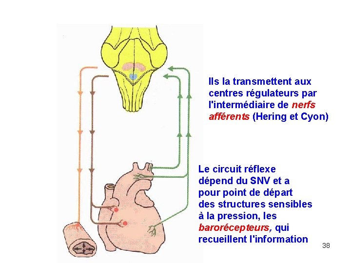 Ils la transmettent aux centres régulateurs par l'intermédiaire de nerfs afférents (Hering et Cyon)