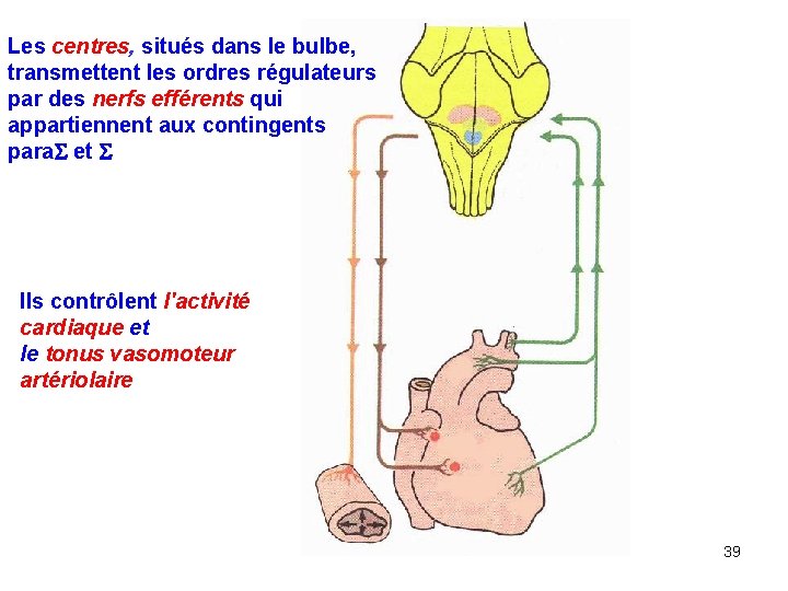 Les centres, situés dans le bulbe, transmettent les ordres régulateurs par des nerfs efférents