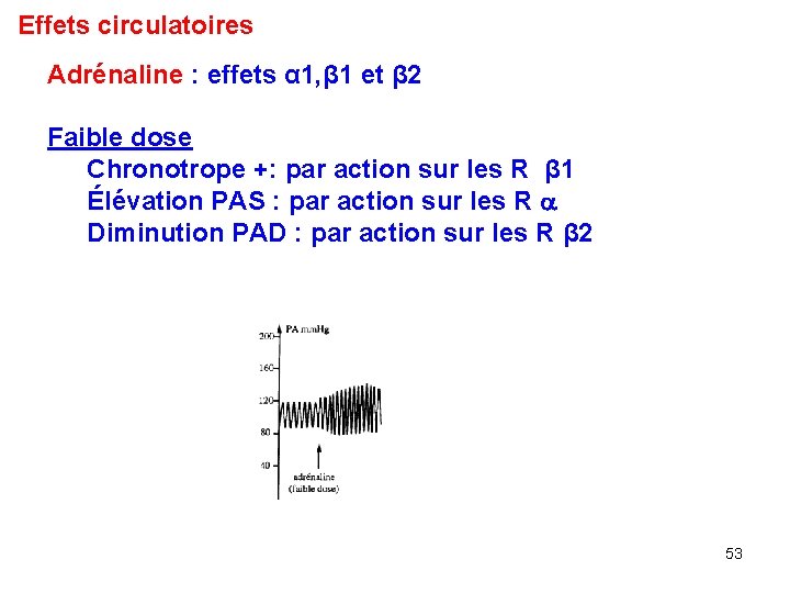 Effets circulatoires Adrénaline : effets α 1, β 1 et β 2 Faible dose