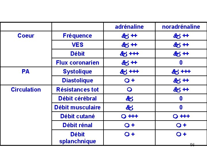 Coeur PA Circulation adrénaline noradrénaline Fréquence ++ VES ++ Débit +++ ++ Flux coronarien