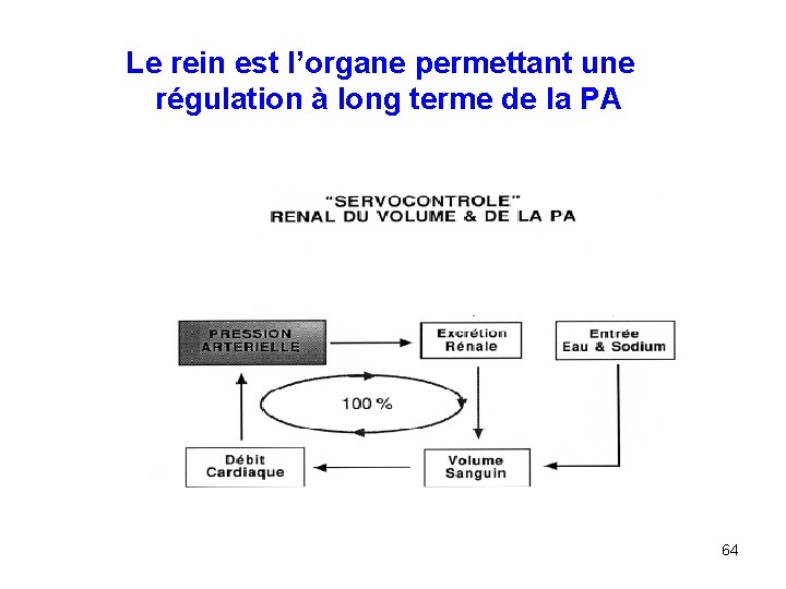 Le rein est l’organe permettant une régulation à long terme de la PA 64