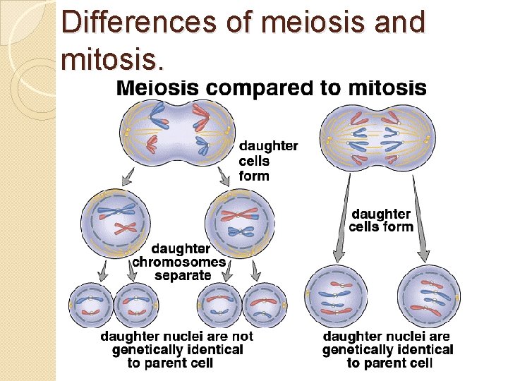 Differences of meiosis and mitosis. 