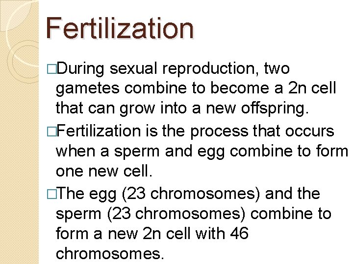 Fertilization �During sexual reproduction, two gametes combine to become a 2 n cell that