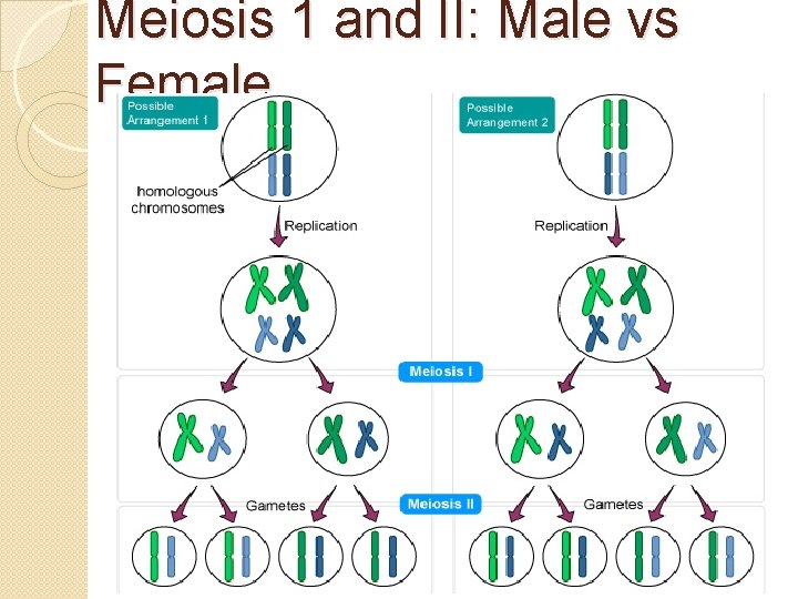 Meiosis 1 and II: Male vs Female 