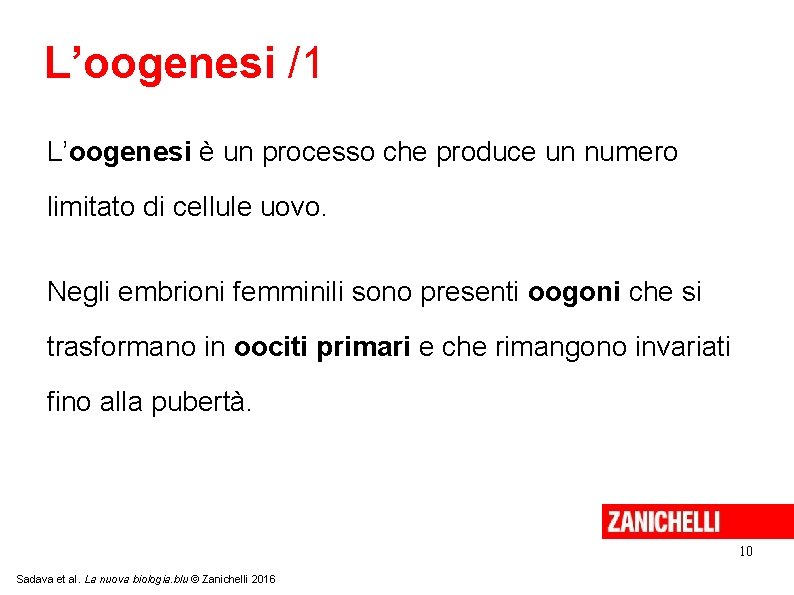 L’oogenesi /1 L’oogenesi è un processo che produce un numero limitato di cellule uovo.