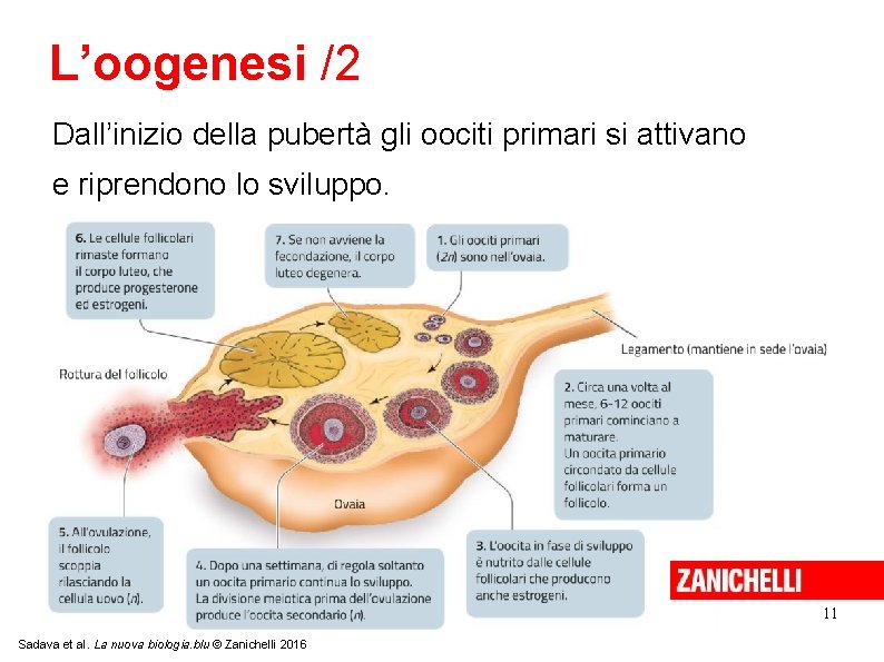 L’oogenesi /2 Dall’inizio della pubertà gli oociti primari si attivano e riprendono lo sviluppo.