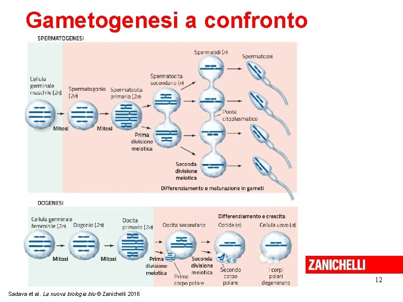 Gametogenesi a confronto 12 Sadava et al. La nuova biologia. blu © Zanichelli 2016