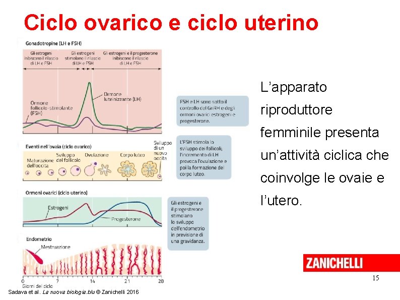 Ciclo ovarico e ciclo uterino L’apparato riproduttore femminile presenta un’attività ciclica che coinvolge le