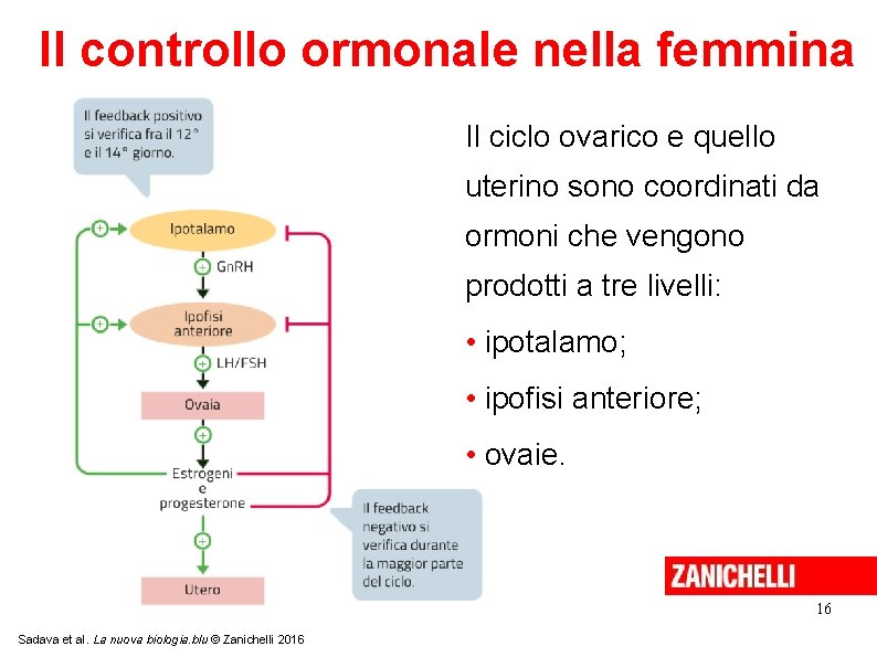 Il controllo ormonale nella femmina Il ciclo ovarico e quello uterino sono coordinati da