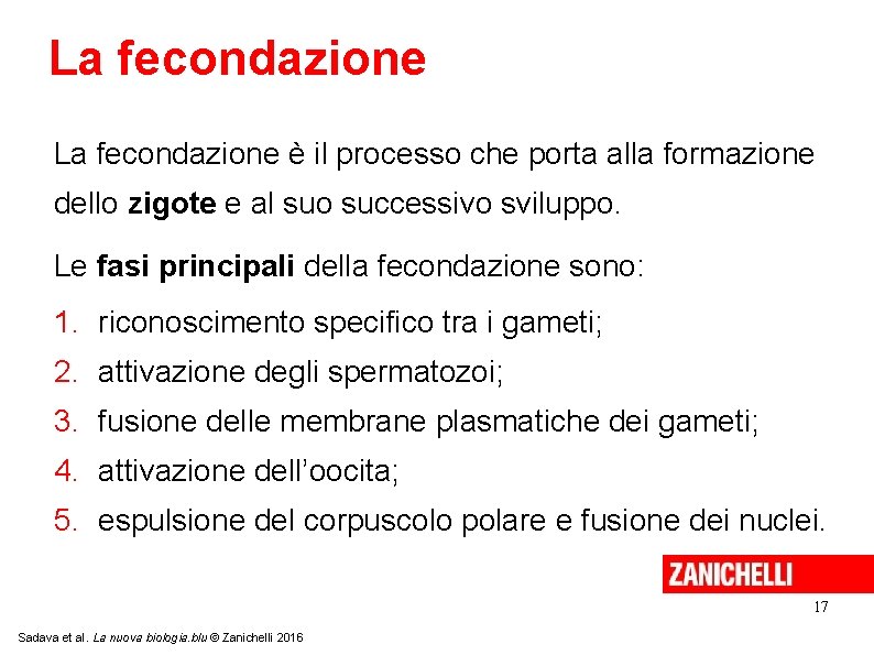 La fecondazione è il processo che porta alla formazione dello zigote e al suo