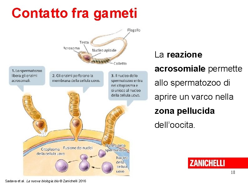 Contatto fra gameti La reazione acrosomiale permette allo spermatozoo di aprire un varco nella