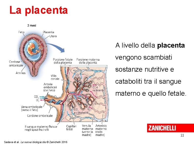 La placenta A livello della placenta vengono scambiati sostanze nutritive e cataboliti tra il