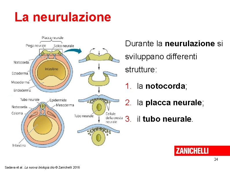 La neurulazione Durante la neurulazione si sviluppano differenti strutture: 1. la notocorda; 2. la